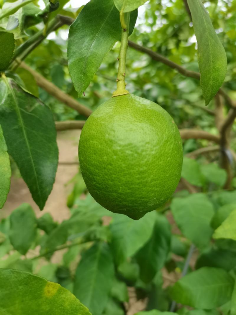 本土台湾品种香水有籽柠檬，个头饱满够绿，目前有几万斤