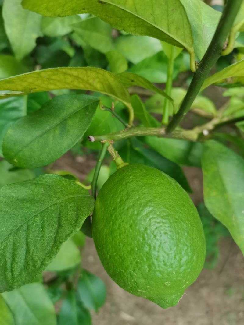 本土台湾品种香水有籽柠檬，个头饱满够绿，目前有几万斤