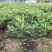 杜鹃花苗盆栽带花苞四季开花不断室内花卉绿植好养活