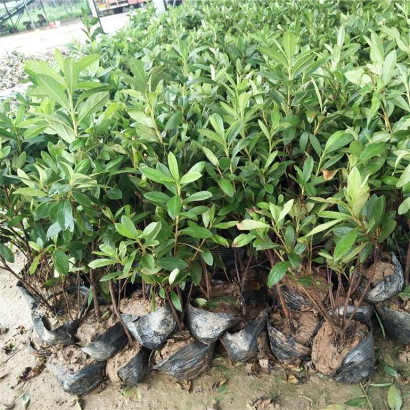 杜鹃花苗盆栽带花苞四季开花不断室内花卉绿植好养活