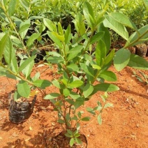 杜鹃花苗盆栽带花苞四季开花不断室内花卉绿植好养活