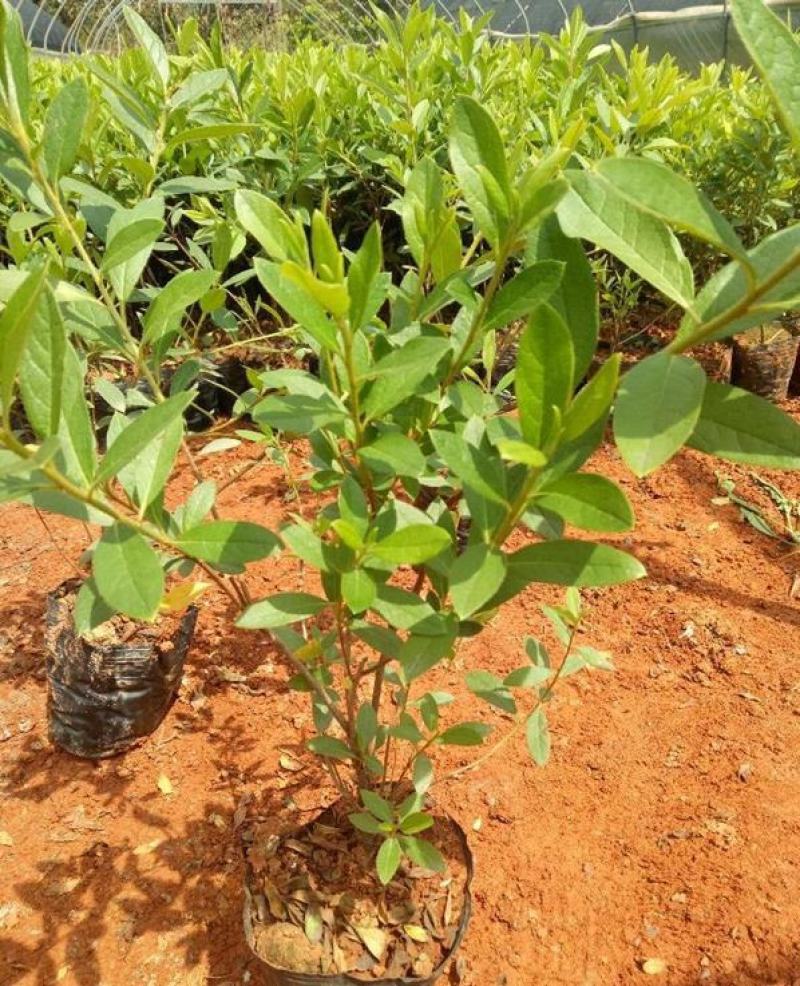 杜鹃花苗盆栽带花苞四季开花不断室内花卉绿植好养活