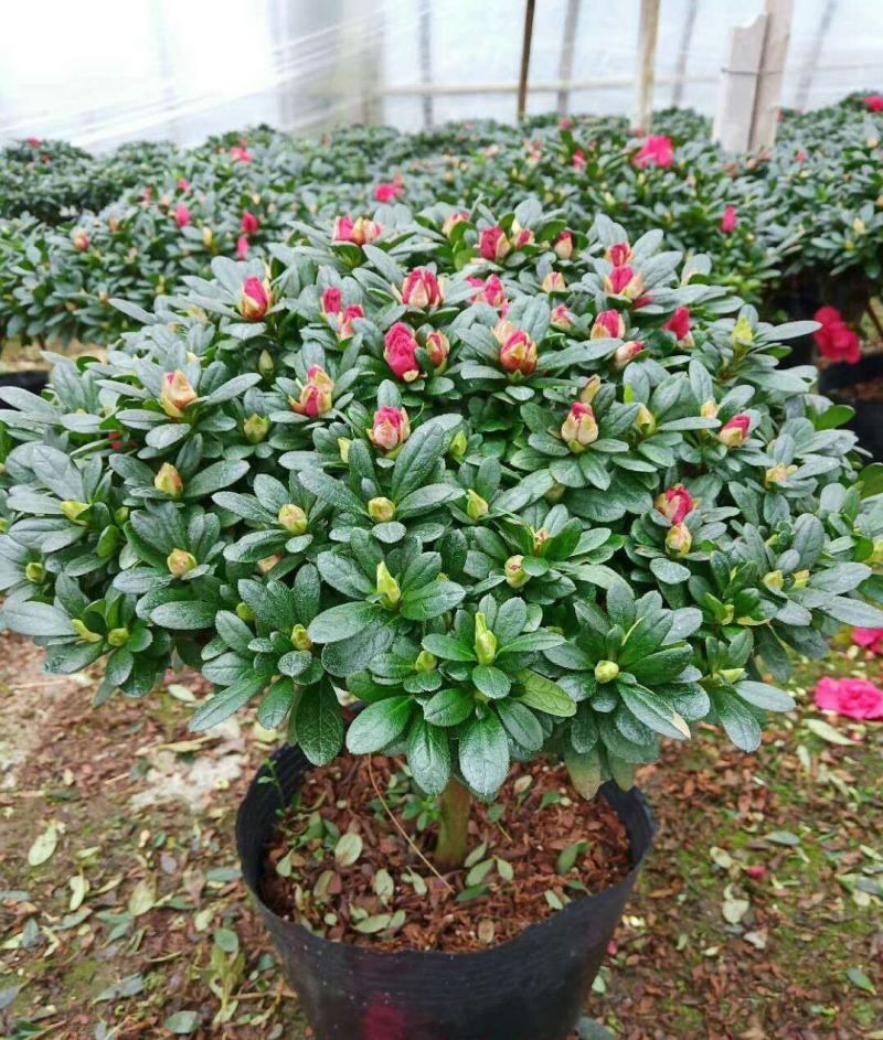 杜鹃花苗盆栽带花苞四季开花不断室内花卉绿植好养活