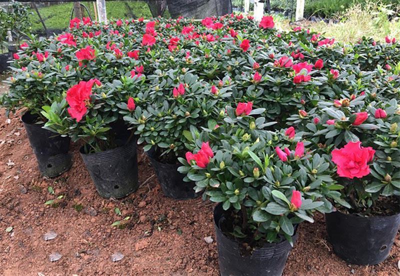 杜鹃花苗盆栽带花苞四季开花不断室内花卉绿植好养活