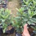 杜鹃花苗盆栽带花苞四季开花不断室内花卉绿植好养活