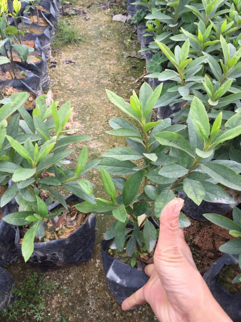 杜鹃花苗盆栽带花苞四季开花不断室内花卉绿植好养活