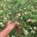 杜鹃花苗盆栽带花苞四季开花不断室内花卉绿植好养活