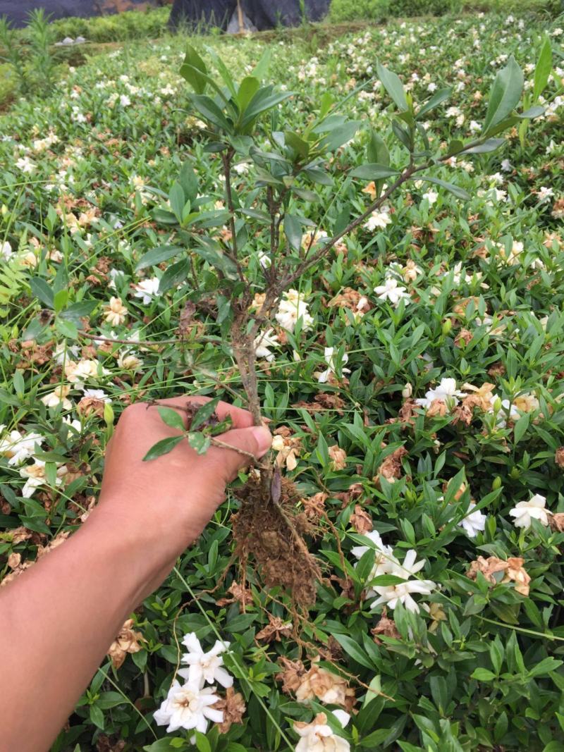 杜鹃花苗盆栽带花苞四季开花不断室内花卉绿植好养活
