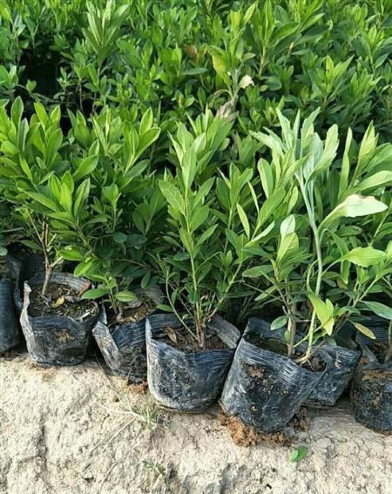 杜鹃花苗盆栽带花苞四季开花不断室内花卉绿植好养活