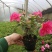 杜鹃花苗盆栽带花苞四季开花不断室内花卉绿植好养活