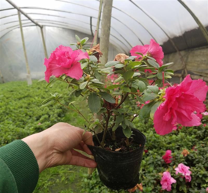 杜鹃花苗盆栽带花苞四季开花不断室内花卉绿植好养活