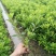 杜鹃花苗盆栽带花苞四季开花不断室内花卉绿植好养活