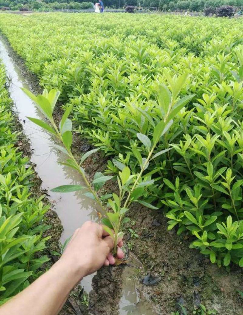 杜鹃花苗盆栽带花苞四季开花不断室内花卉绿植好养活