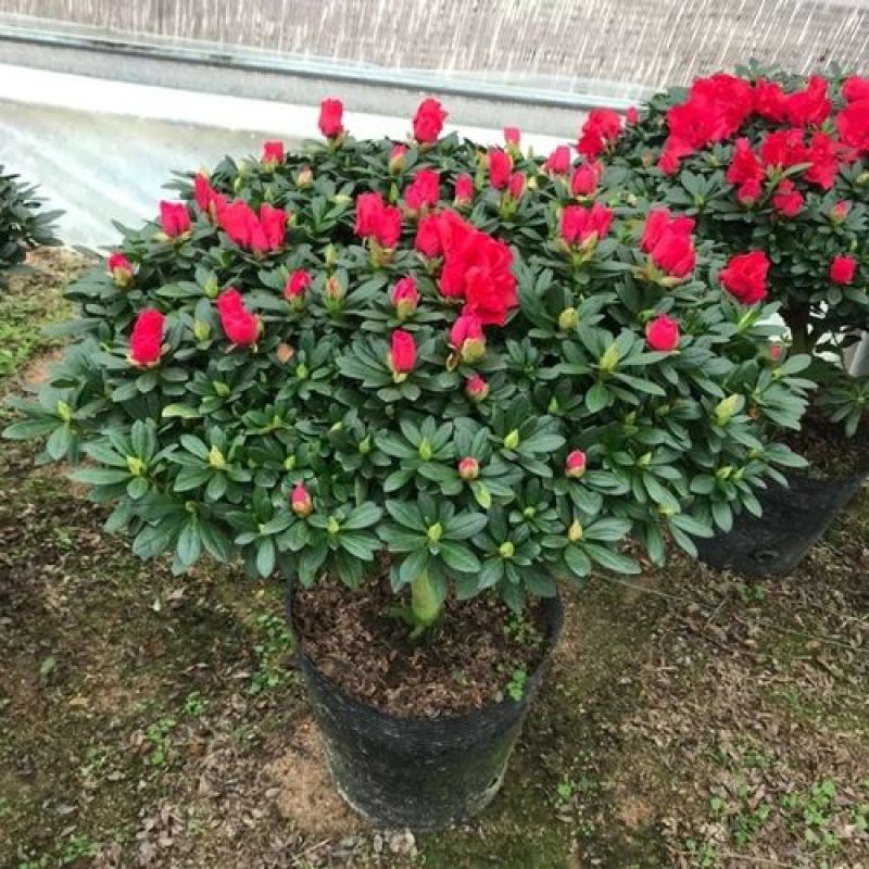 杜鹃花苗盆栽带花苞四季开花不断室内花卉绿植好养活