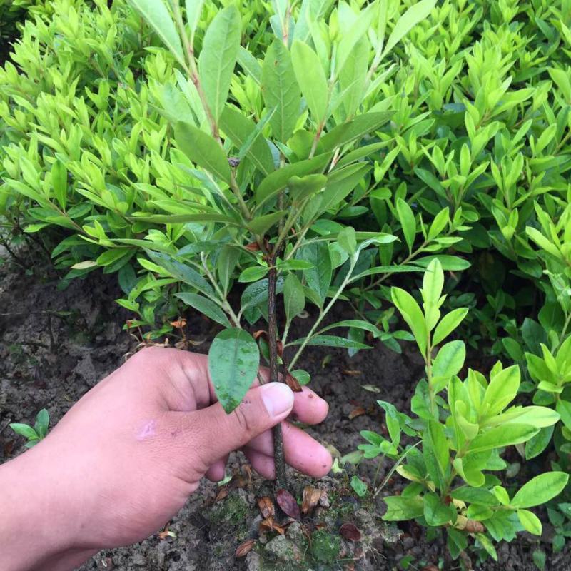 杜鹃花苗盆栽带花苞四季开花不断室内花卉绿植好养活