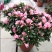杜鹃花苗盆栽带花苞四季开花不断室内花卉绿植好养活