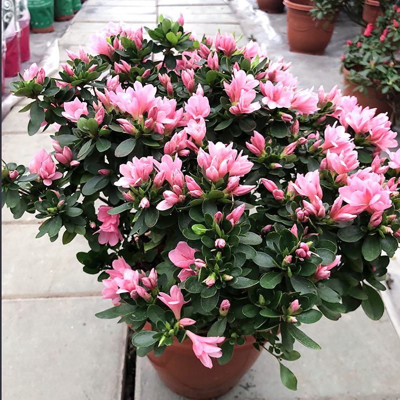 杜鹃花苗盆栽带花苞四季开花不断室内花卉绿植好养活