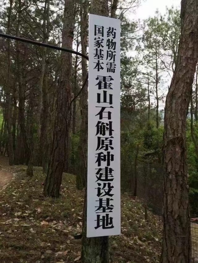 一手货霍山铁皮石斛龙头凤尾-各种大小规格都有-适合装礼盒