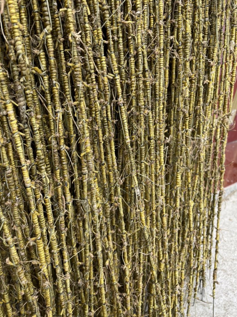 一手货霍山铁皮石斛龙头凤尾-各种大小规格都有-适合装礼盒
