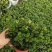 金鱼花吊兰金鱼花盆栽金鱼花带花苞室内四季常青绿植花卉