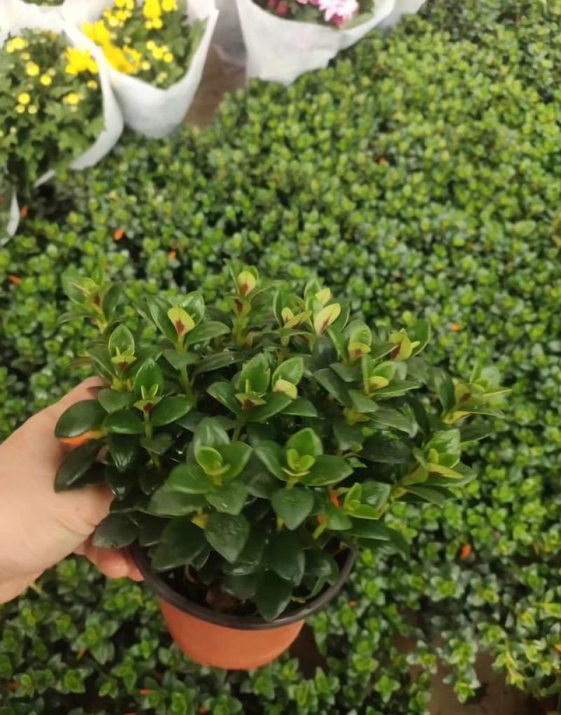 金鱼花吊兰金鱼花盆栽金鱼花带花苞室内四季常青绿植花卉