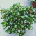 金鱼花吊兰金鱼花盆栽金鱼花带花苞室内四季常青绿植花卉