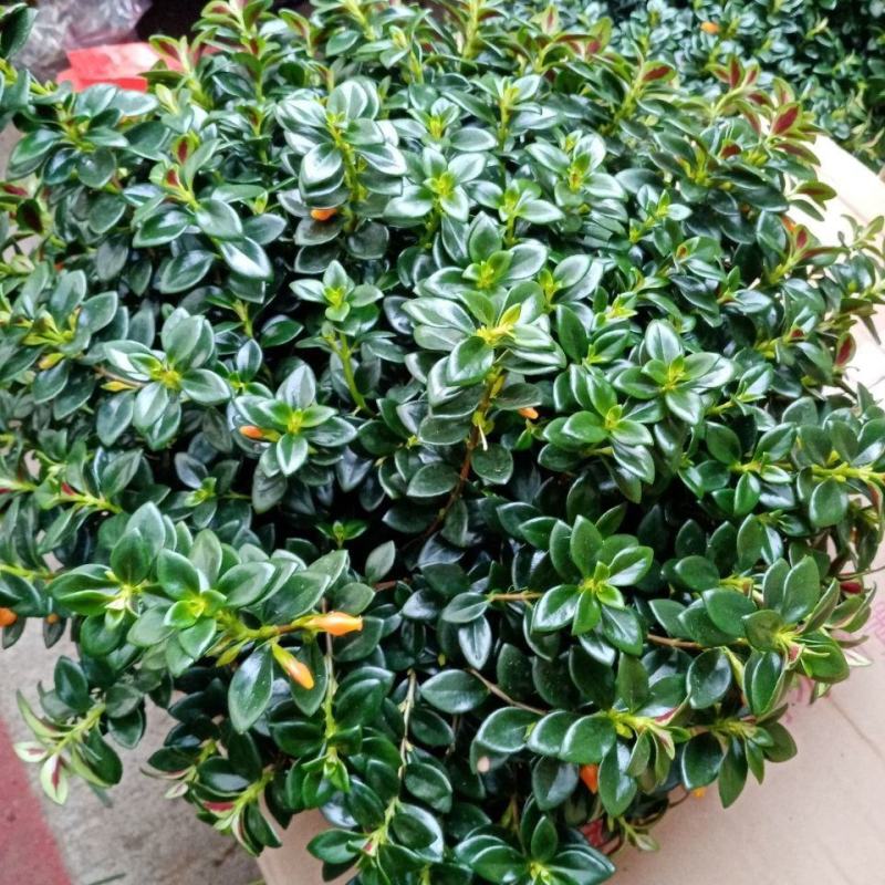 金鱼花吊兰金鱼花盆栽金鱼花带花苞室内四季常青绿植花卉