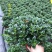 金鱼花吊兰金鱼花盆栽金鱼花带花苞室内四季常青绿植花卉