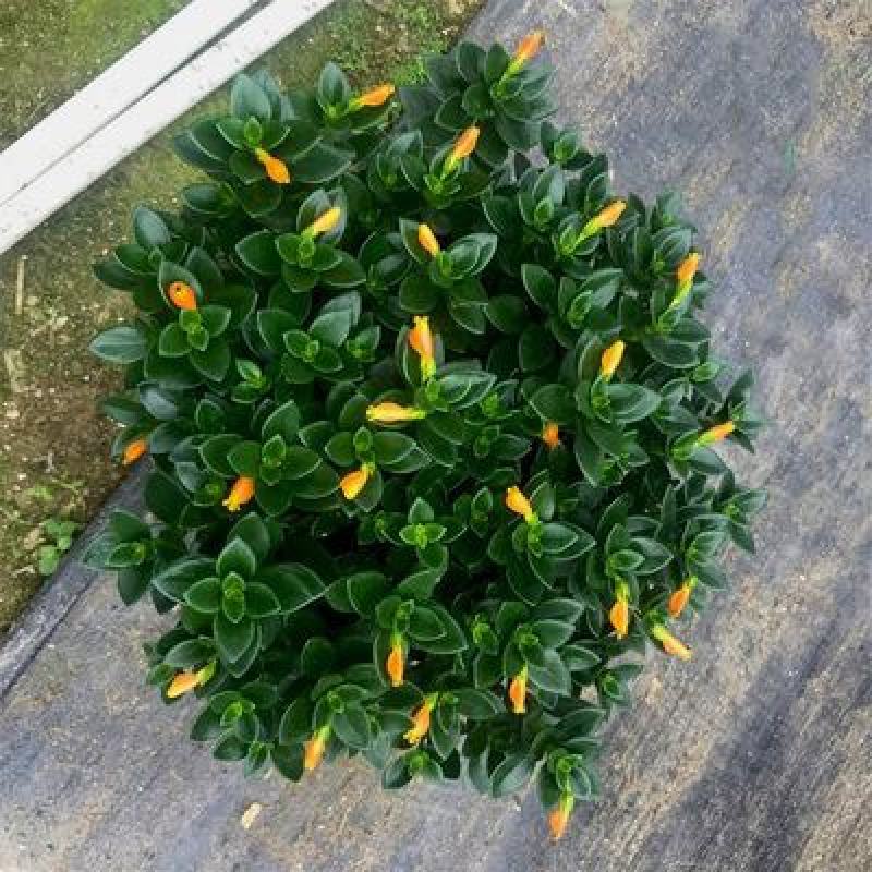 金鱼花吊兰金鱼花盆栽金鱼花带花苞室内四季常青绿植花卉
