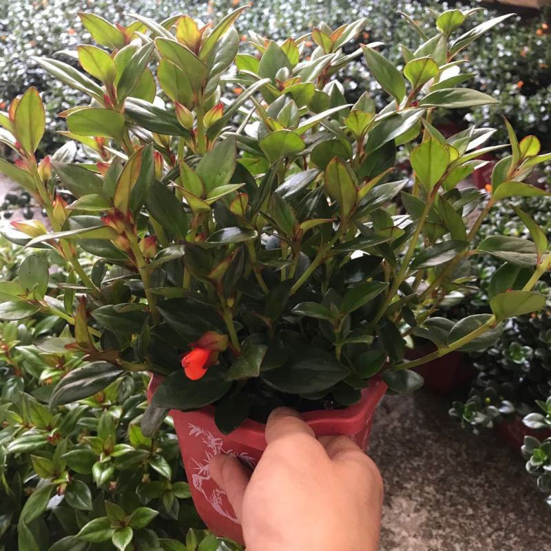 金鱼花吊兰金鱼花盆栽金鱼花带花苞室内四季常青绿植花卉
