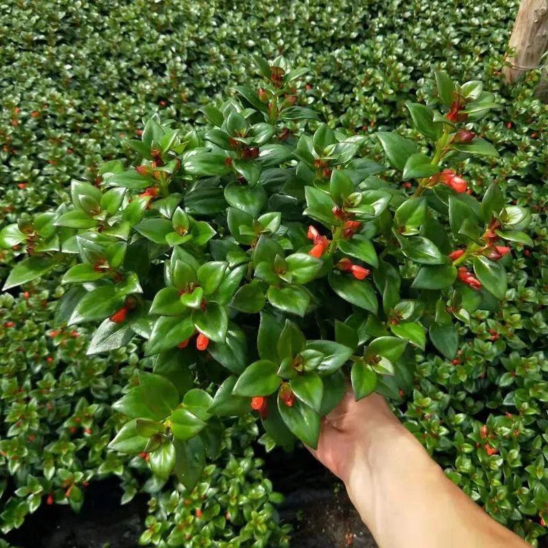 金鱼花吊兰金鱼花盆栽金鱼花带花苞室内四季常青绿植花卉