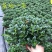 金鱼花吊兰金鱼花盆栽金鱼花带花苞室内四季常青绿植花卉