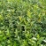 茶花苗【浙江】茶花小苗山茶花耐冬六角大红美国茶花