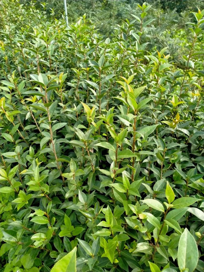 茶花苗【浙江】茶花小苗山茶花耐冬六角大红美国茶花