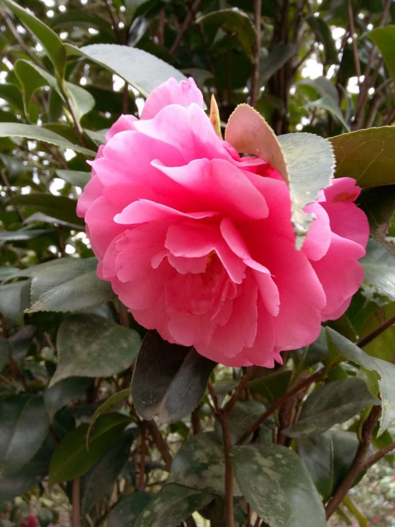 茶花苗【浙江】茶花小苗山茶花耐冬六角大红美国茶花