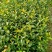 茶花苗【浙江】茶花小苗山茶花耐冬六角大红美国茶花