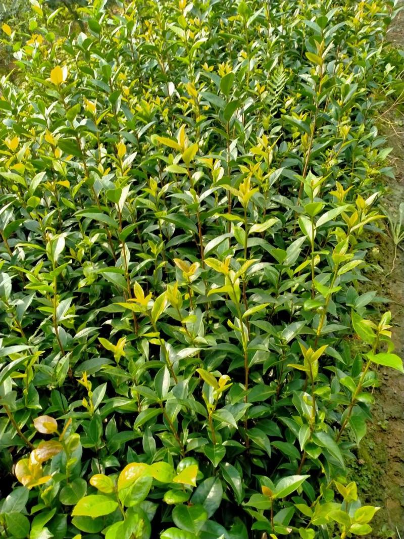 茶花苗【浙江】茶花小苗山茶花耐冬六角大红美国茶花