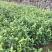 茶花苗【浙江】茶花小苗山茶花耐冬六角大红美国茶花
