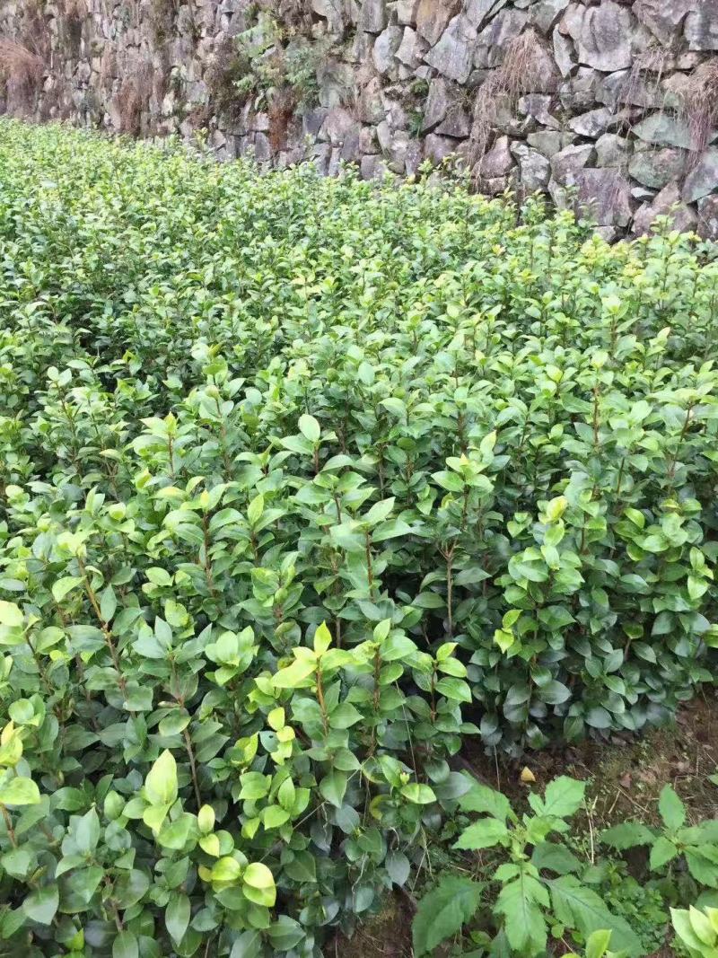 茶花苗【浙江】茶花小苗山茶花耐冬六角大红美国茶花