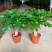 幸福树盆栽植物室内客厅大型绿植办公室吸甲醛四季常青