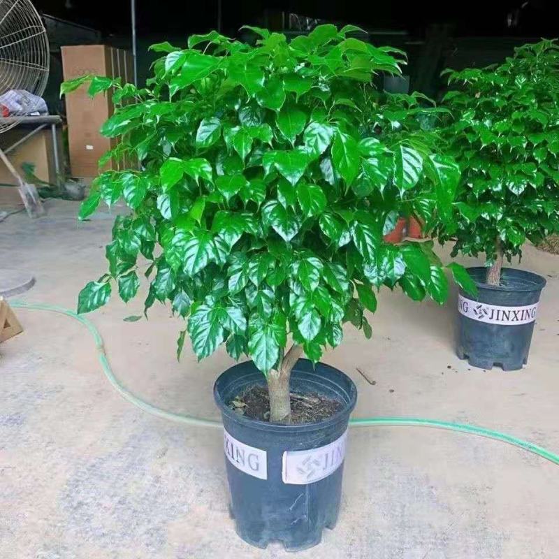 幸福树盆栽植物室内客厅大型绿植办公室吸甲醛四季常青
