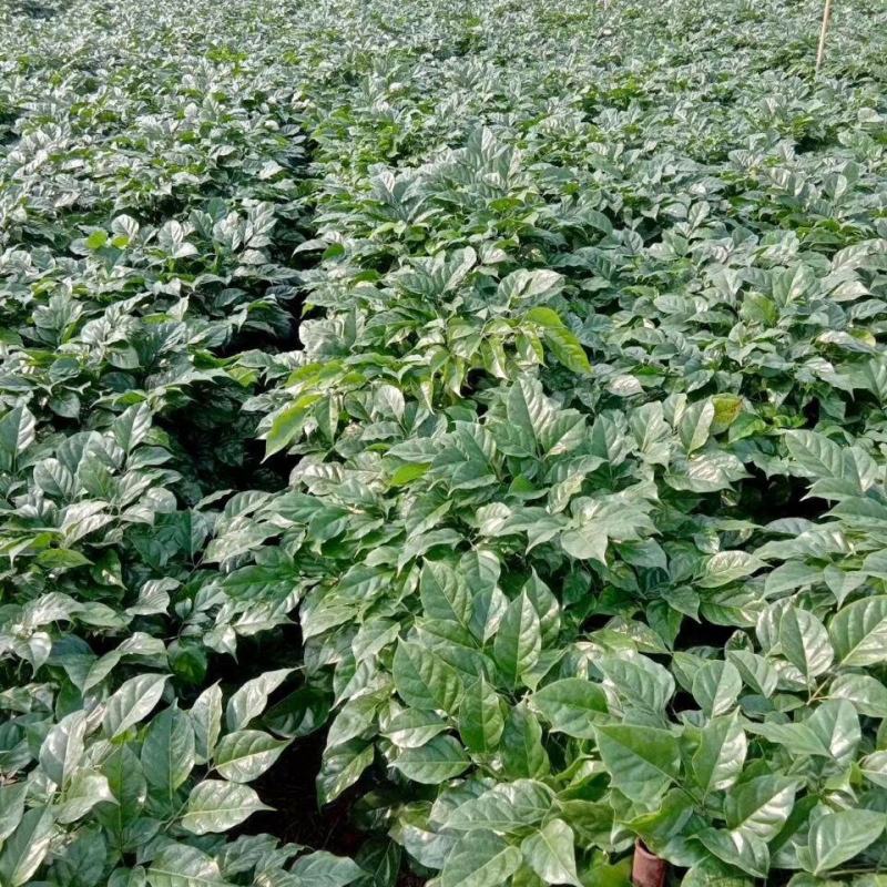 幸福树盆栽植物室内客厅大型绿植办公室吸甲醛四季常青
