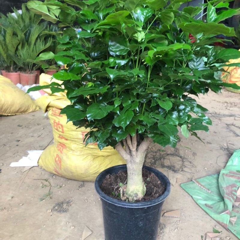幸福树盆栽植物室内客厅大型绿植办公室吸甲醛四季常青