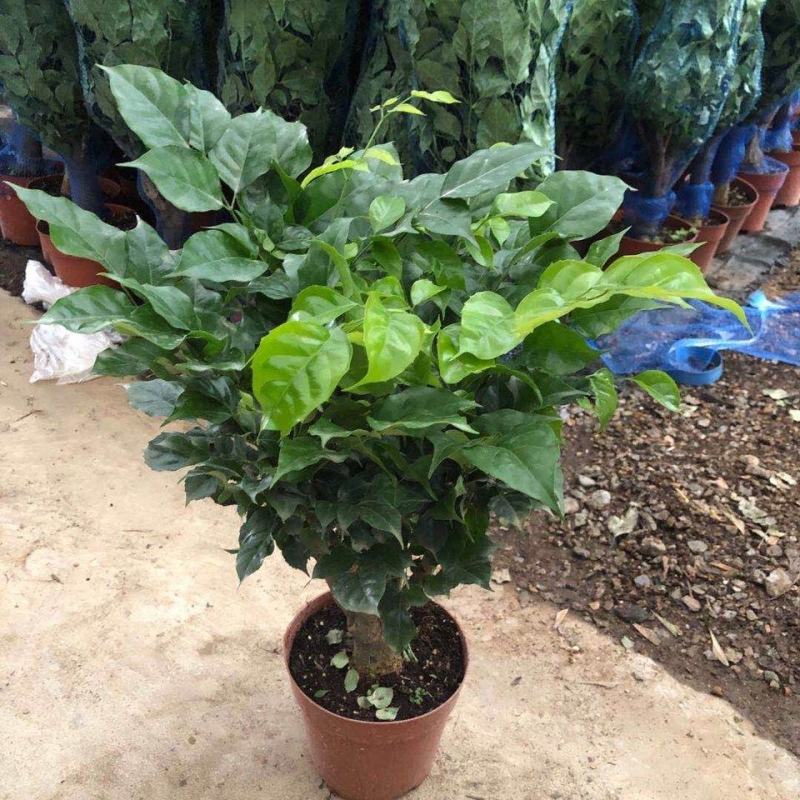 幸福树盆栽植物室内客厅大型绿植办公室吸甲醛四季常青