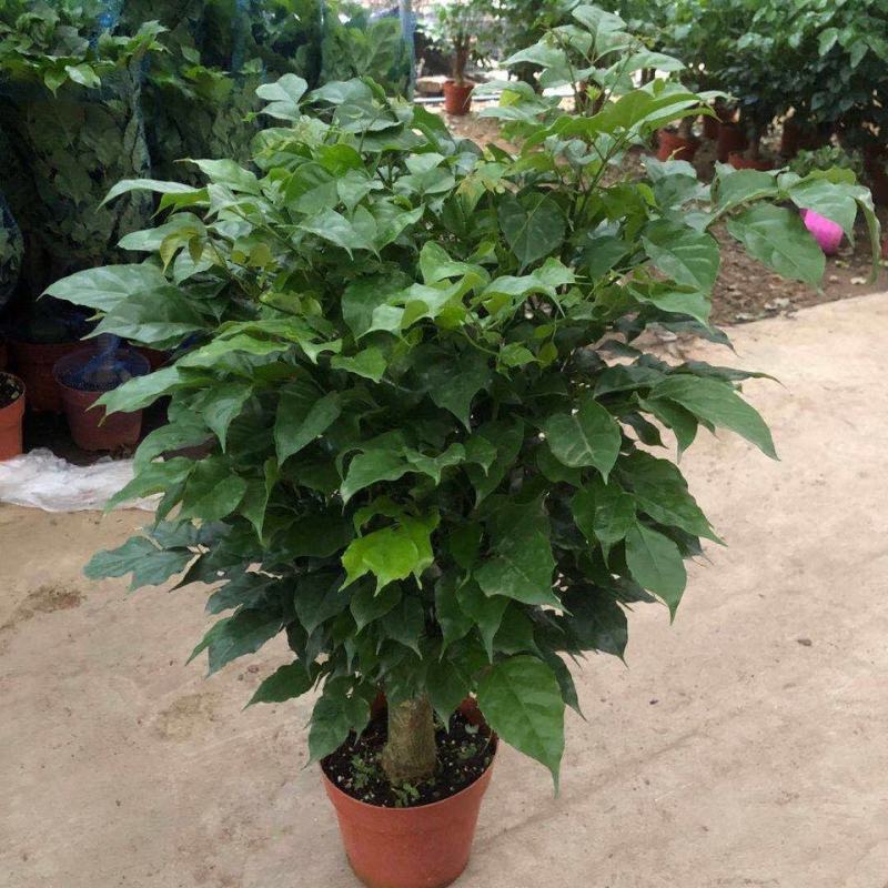 幸福树盆栽植物室内客厅大型绿植办公室吸甲醛四季常青