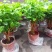 幸福树盆栽植物室内客厅大型绿植办公室吸甲醛四季常青