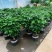 幸福树盆栽植物室内客厅大型绿植办公室吸甲醛四季常青