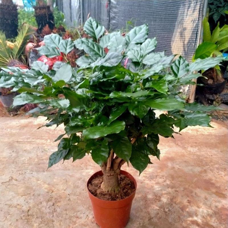 幸福树盆栽植物室内客厅大型绿植办公室吸甲醛四季常青