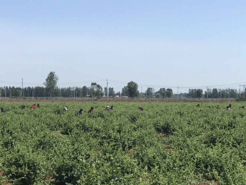 种植金银花药材几百亩，带动贫困村民致富助力乡村振兴