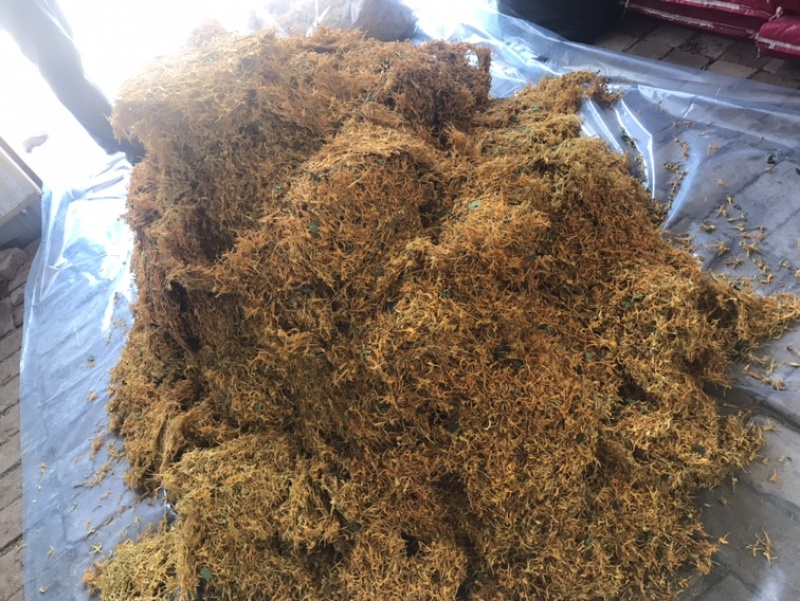 种植金银花药材几百亩，带动贫困村民致富助力乡村振兴